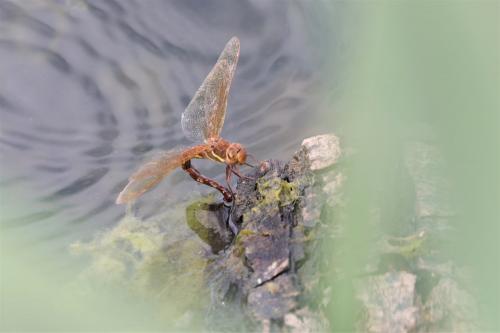 Aeshna grandis